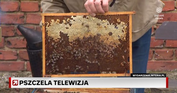 Telewizja prosto z ula. Tak wygląda życie pszczół