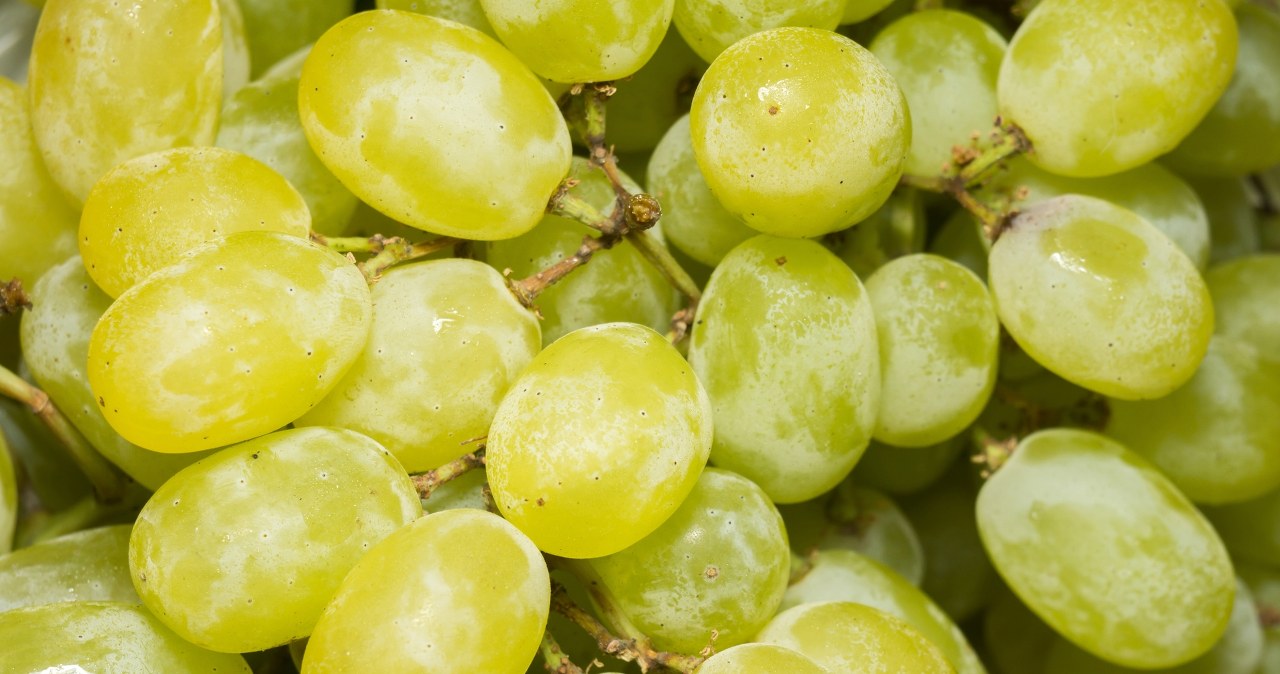 Ostatni dzwonek, by zrobić to przy winorośli. Inaczej plony przepadną