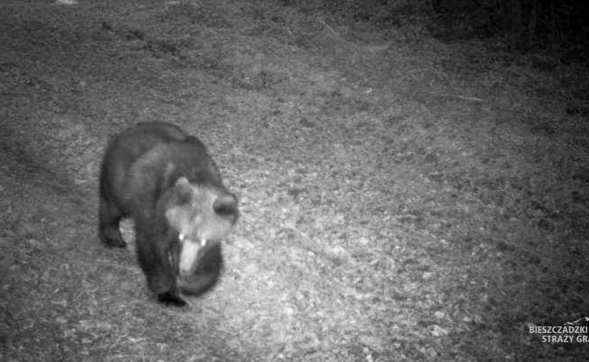 W służbie granicznej w Bieszczadach nie ma miejsca na nudę. Funkcjonariusze straży granicznej mogą pochwalić się nie tylko specjalistycznym sprzętem i wyszkoleniem, ale także niecodziennymi towarzyszami. Oprócz psów służbowych i koni na granicy w Bieszczadach pojawiają się również niedźwiedzie. Kamery funkcjonariuszy uchwyciły, jak lokalni mieszkańcy lasu, po przebudzeniu się z zimowego snu, postanowili przyjrzeć się pracy strażników.