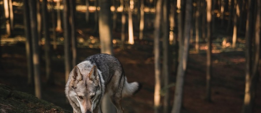 Wataha 11 wilków pojawiła się w gminie Gomunice w powiecie radomszczańskim w Łódzkiem. Lokalne władze apelują do mieszkańców o ostrożność. 