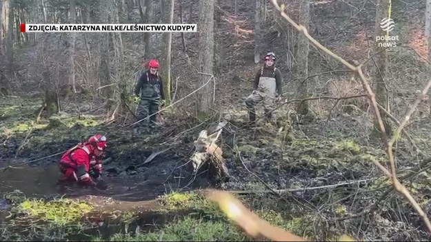 To nie była łatwa misja. Strażacy w Łupstychu koło Olsztyna ruszyli na pomoc łosiowi, który utknął na bagnach.