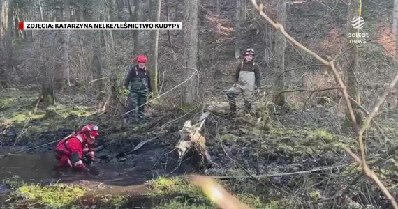 ''Wydarzenia'': Akcja ratunkowa niedaleko Olsztyna. Strażacy wyciągali łosia z bagna
