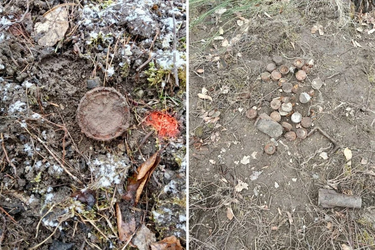 Nietypowe zdarzenie w lesie w okolicy Bięcina, w gminie Damnica (woj. pomorskie). Podczas poszukiwań pożywienia dziki wykopały 21 niewybuchów z czasów II wojny światowej. Pociski moździerzowe zabezpieczyli i wywieźli wojskowi saperzy.