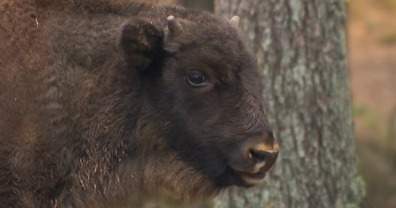 Żubry na wypasie. Ogromne stado z Puszczy Białowieskiej