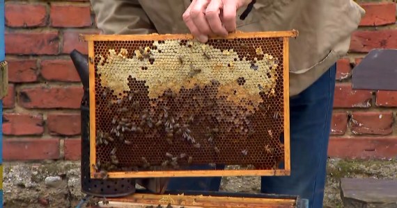 Z kamerą wśród pszczół. Ruszyła bzycząca telewizja Pasieka TV