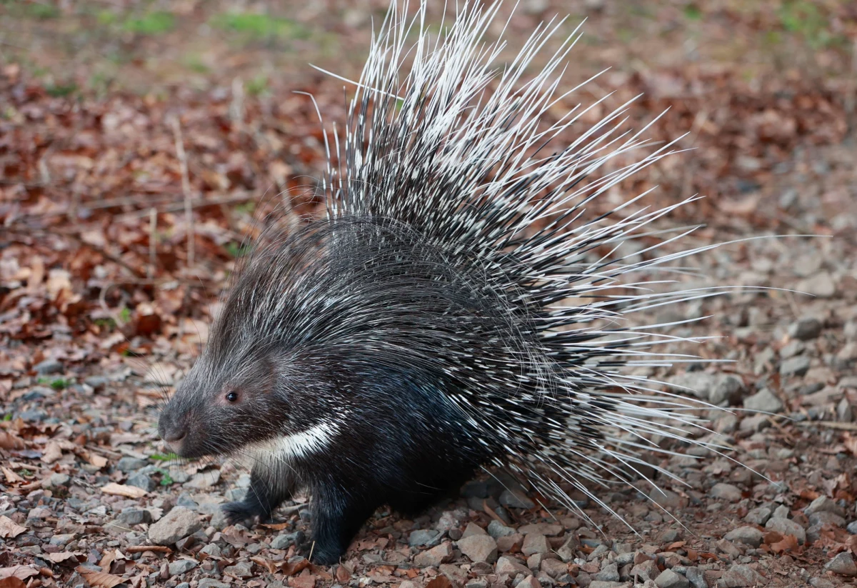 Nietypowe poszukiwania w gminie Celestynów na Mazowszu. Zaginiony to jeżozwierz. Służba ratownictwa specjalistycznego Animal Rescue apeluje, by nie podchodzić do zwierzęcia, ani nie próbować go łapać.