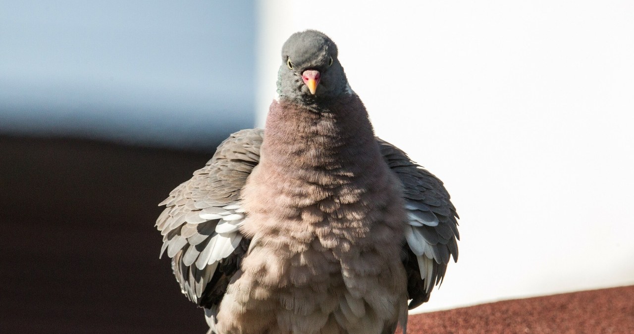 Gołębie, delfiny, a choćby wielbłądy. Zwierzęta na służbie w Rosji