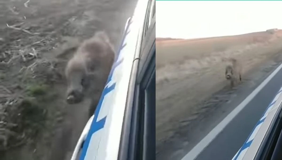 "Takiego dzika jeszcze nie widziałem" - mówi policjant z Kątów Wrocławskich na nagraniu z interwencji, które stało się popularne w sieci. Widać na nim, jak funkcjonariusze radiowozem odprowadzają dzika do lasu.