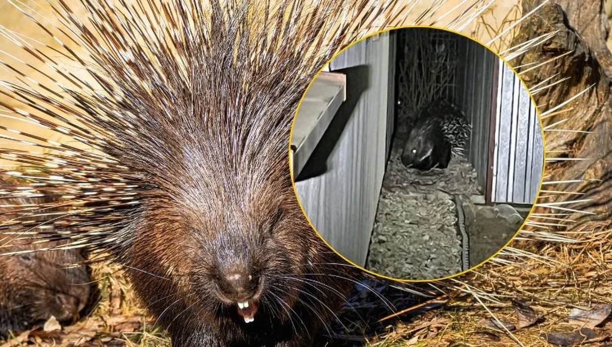 Od kilku dni w gminie Celestynów ( woj. mazowieckie) trwają intensywne poszukiwania nie jednego a dwóch jeżozwierzy. Służba ratownictwa specjalistycznego Animal Rescue zaapelowała, by nie podchodzić ani nie próbować łapać zwierząt. Chodzi o gryzonie, które uciekły właścicielowi z posesji. 