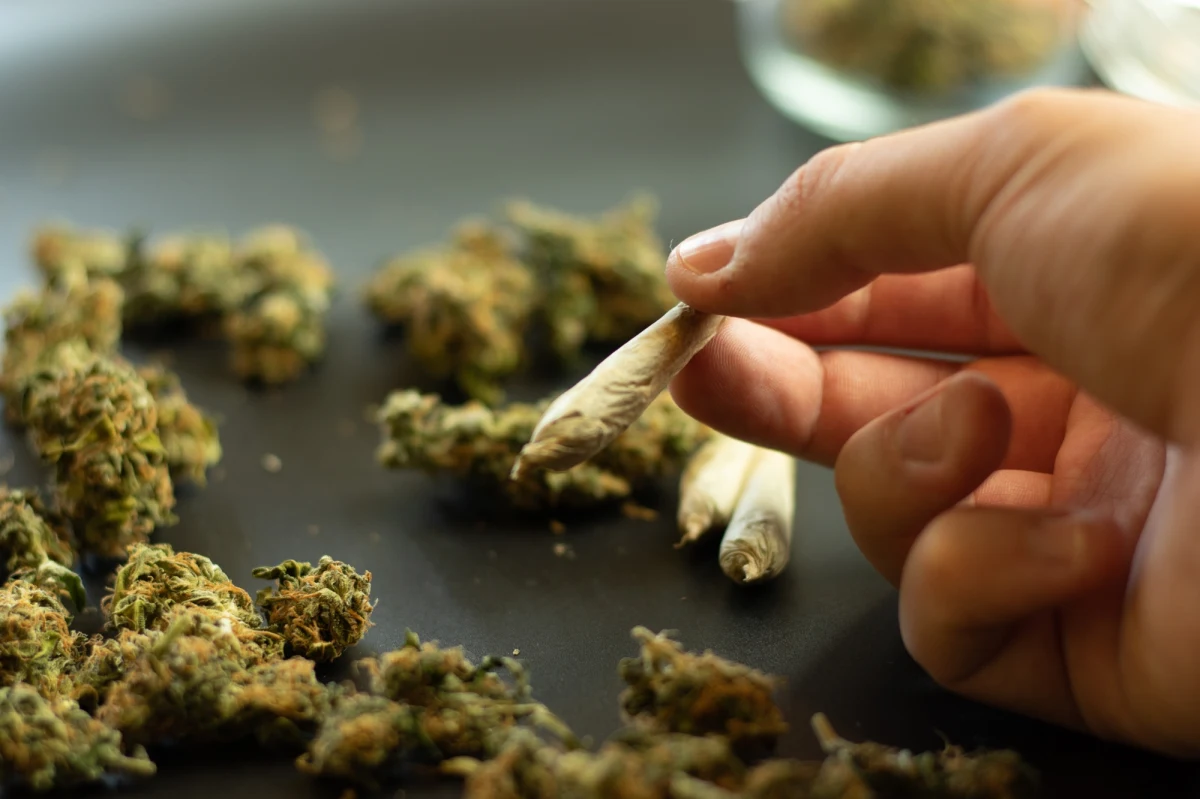 W miarę jak rośnie popularność marihuany, a na przykład w Stanach Zjednoczonych coraz więcej stanów legalizuje używanie jej dla celów rekreacyjnych, naukowcy mają coraz więcej dowodów na to, że jej użytkownicy są bardziej narażeni na problemy z sercem. Dotyczy to nawet młodych i zdrowych osób. Na ten niepokojący trend wskazują dwie nowe prace, retrospektywne badanie ponad 4,6 miliona osób, którego wyniki publikuje czasopismo "JACC Advances", a także metaanaliza 12 wcześniej opublikowanych badań, przedstawiona podczas dorocznego spotkania naukowego American College of Cardiology. Obie publikacje dostarczają przekonujących dowodów na zwiększone ryzyko ataku serca wśród konsumentów marihuany.