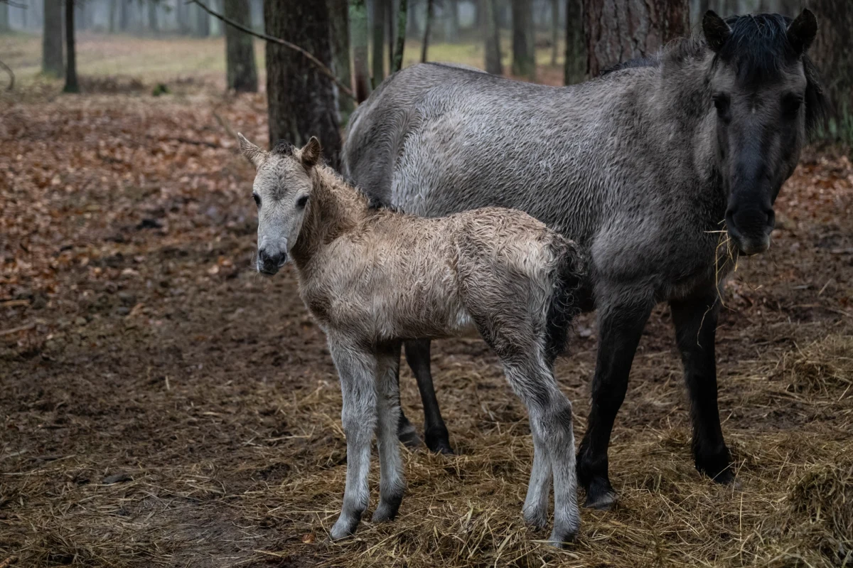 Na 3 miesiące więzienia w zawieszeniu na pół roku skazał sąd dwoje pracowników Ogólnopolskiego Towarzystwa Ochrony Ptaków za zaniedbania w opiece nad konikami polskimi z rezerwatu w Świnoujściu. Sąd uznał ich winnych znęcania się nad zwierzętami. Wyrok jest prawomocny. 