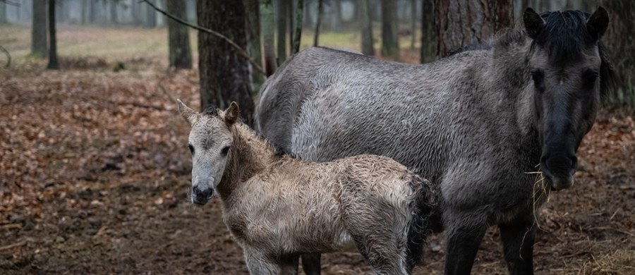 Na 3 miesiące więzienia w zawieszeniu na pół roku skazał sąd dwoje pracowników Ogólnopolskiego Towarzystwa Ochrony Ptaków za zaniedbania w opiece nad konikami polskimi z rezerwatu w Świnoujściu. Sąd uznał ich winnych znęcania się nad zwierzętami. Wyrok jest prawomocny. 