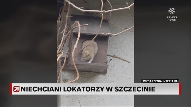 W jednym ze szczecińskich bloków pojawiły się szczury. Lokatorzy twierdzą, że problematyczne gryzonie dokarmia sąsiadka z niższego piętra. Kobieta odpiera zarzuty. O szczegółach Tobiasz Madejski.