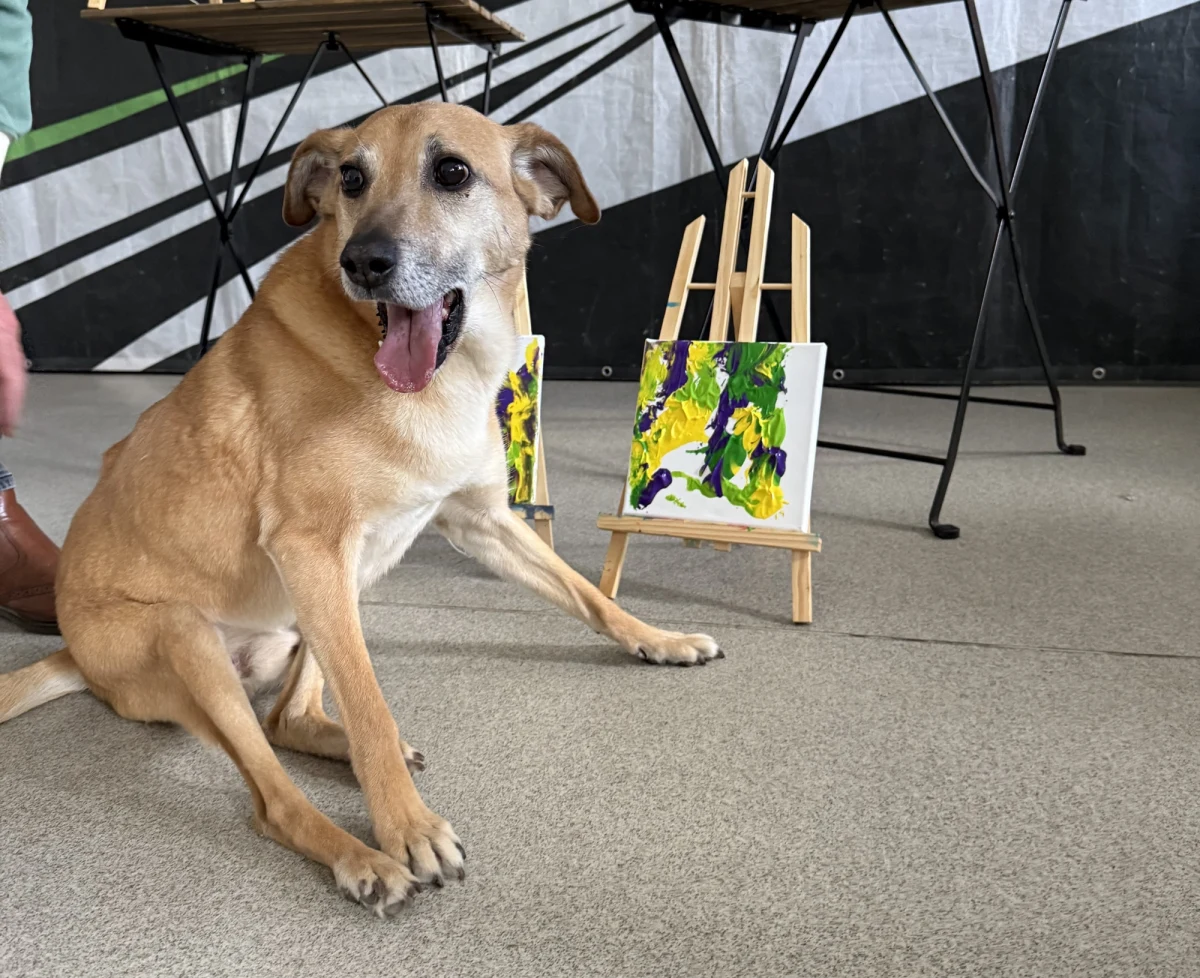 Psy z krakowskiego schroniska dla bezdomnych zwierząt na kilka godzin zamieniły się w artystów. Czworonogi - o imionach Puszek, Hera, Remik, Sierpień i Forfiter - wzięły udział w specjalnych warsztatach i namalowały kilkanaście obrazów. W szczytnym celu.