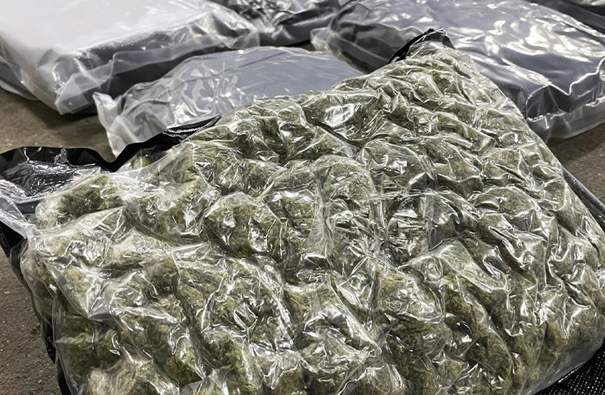 ​91 kilogramów marihuany przejęli funkcjonariusze Krajowej Administracji Skarbowej w jednej z paczek nadanych w Stanach Zjednoczonych. Podczas działań na Mazowszu i Dolnym Śląsku zatrzymano trzy osoby.