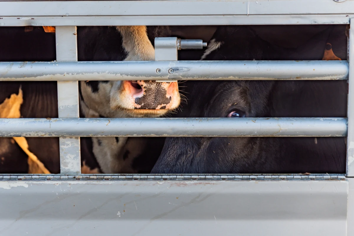 Trwają kontrole graniczne w związku z wykryciem pryszczycy w jednym z gospodarstw na Węgrzech. W Śląskiem prowadzone są one w kilku miejscach.