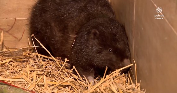 ''Wydarzenia'': Funkcjonariusze SG uratowali rannego bobra. Zwierzę przekroczyło granicę