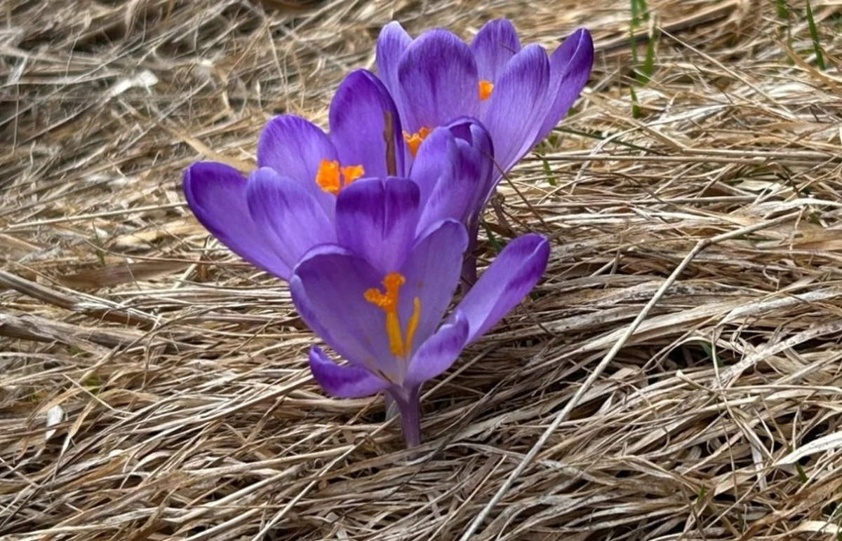 Wiosna nadchodzi, będzie ciepło i słonecznie, nawet do 17 stopni Celsjusza - tak przedstawia się prognoza pogody na najbliższe dni w naszym kraju. Noce jednak wciąż mroźne, przy gruncie do minus ośmiu stopni.