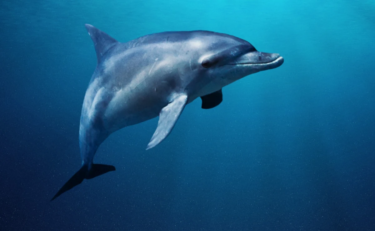 Załoga turystycznej łodzi uratowała małego delfina, który oddalił się od swojej matki i znalazł w niebezpieczeństwie na płytkich wodach. Zwierzę sprawiało wrażenie słabego i chorego. Istniało ryzyko, że utknie na mieliźnie, co mogłoby skończyć się tragicznie. W mediach społecznościowyczych pojawiło się nagranie z akcji.