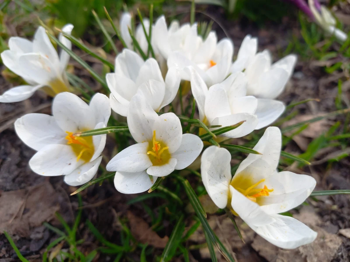 Przed nami ciepłe i słoneczne dni. To oznacza jedno - wiosnę! W czwartek 20 marca o godzinie 10:01 Słońce przeszło przez punkt równonocy wiosennej i rozpoczęła się astronomiczna wiosna.