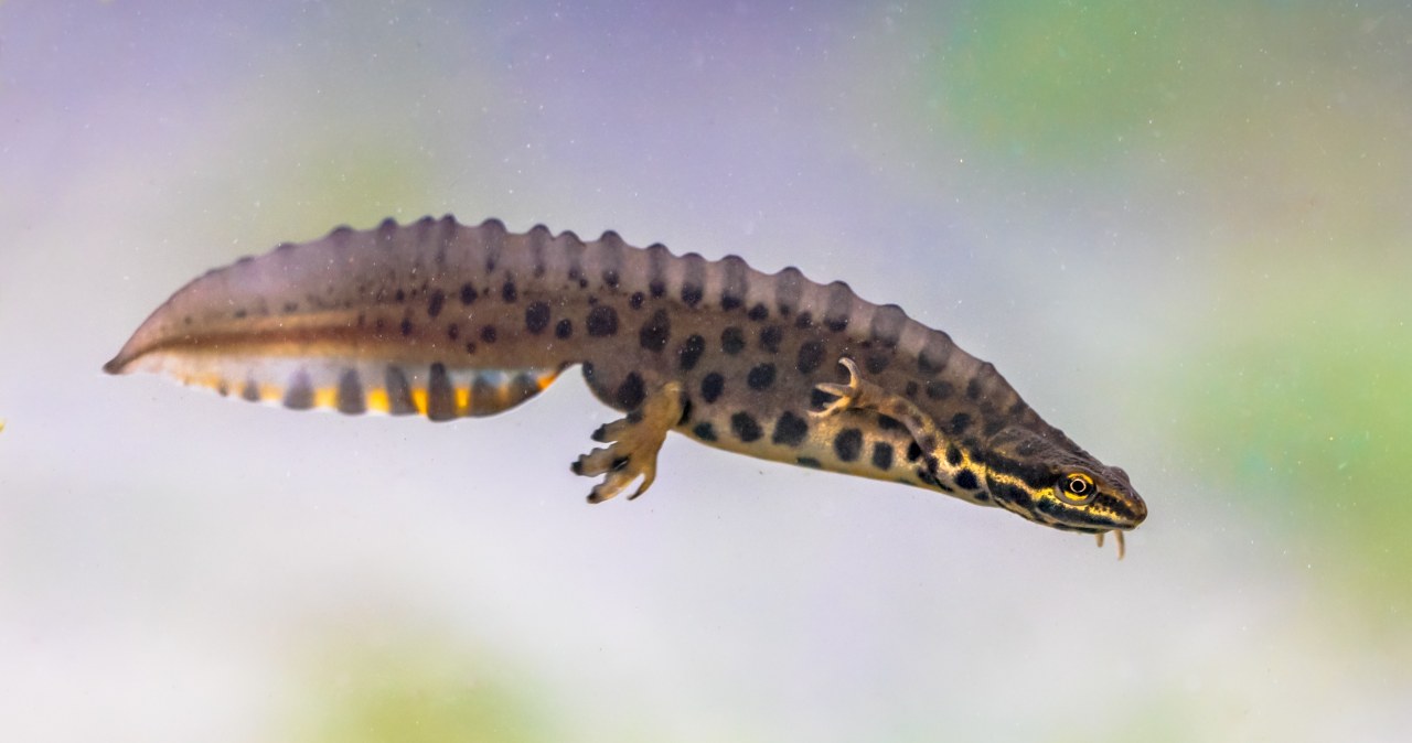 Stare Zoo w Poznaniu znalazło u siebie traszki. Uciekły w PRL-u