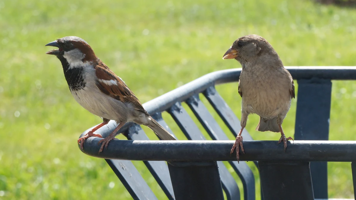 W ciągu ostatniej dekady Polska straciła około 1,5 miliona par lęgowych wróbli, co stanowi ponad 20 proc. spadek ich liczebności. Prof. Grzegorz Neubauer, ornitolog z Muzeum i Instytutu Zoologii PAN, z okazji Międzynarodowego Dnia Wróbla podkreśla, że kiedyś były one naszymi codziennymi towarzyszami, a dziś ich stada znacznie się przerzedziły. 