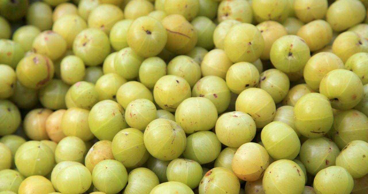 Indyjski agrest gwieździsty imponuje wpływem na zdrowie. Leczy i odmładza