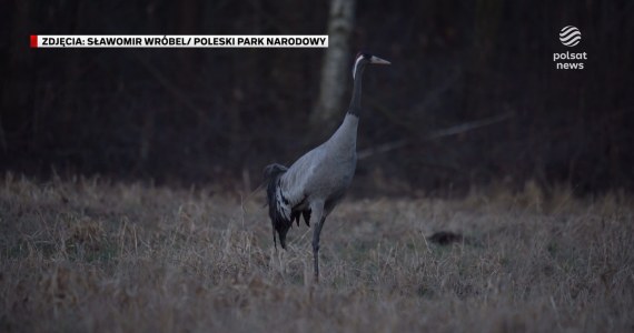 ''Wydarzenia'': Żurawie z Poleskiego Parku Narodowego zagrożone. Eksperci podają powody