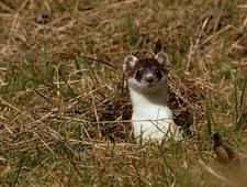 Fascynująca Szwajcaria - Wysoko w Górach Jura