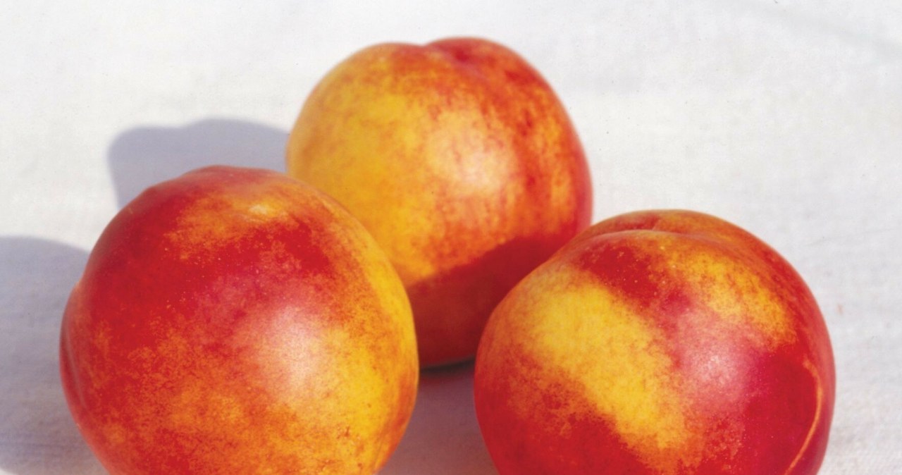 Nektarynka — właściwości owocu, który doda energii w chwili zmęczenia ...