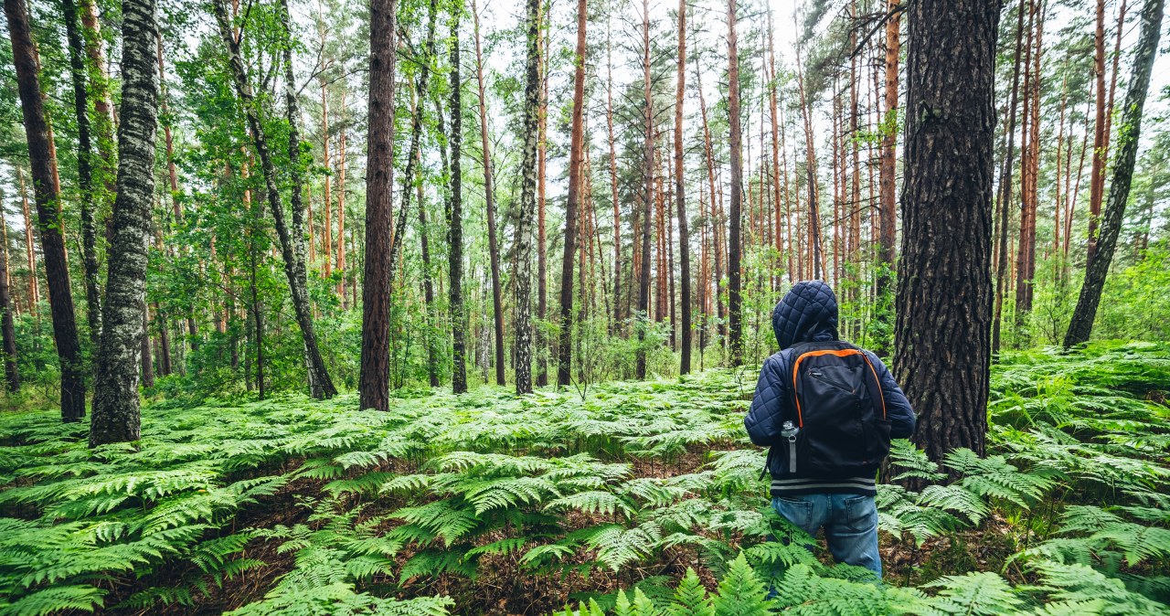 Sprawdził, ile kleszczy złapie podczas spaceru. "Wyniki są przerażające"