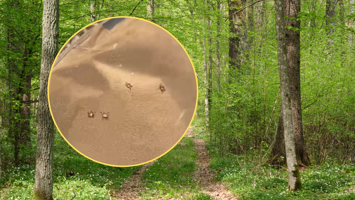 Kleszcze pojawiają się w lasach znacznie wcześniej niż zwykle. Jeszcze do niedawna sezon kleszczowy rozpoczynał się późną wiosną, jednak teraz, pod wpływem ocieplenia klimatu i braku mroźnych zim, zagrożenie trwa niemal przez cały rok. Potwierdza to niepokojące nagranie opublikowane przez leśnika z Nadleśnictwa Turek w Wielkopolsce.