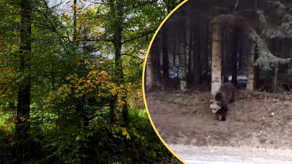 Leśnik z Nadleśnictwa Cisna, będąc w odpowiednim miejscu i czasie, uchwycił na filmie, jak niedźwiedź bez pośpiechu i z niezwykłą rozwagą przechodzi przez jezdnię. Nagranie umieszczone w mediach społecznościowych szybko stało się hitem internetu.