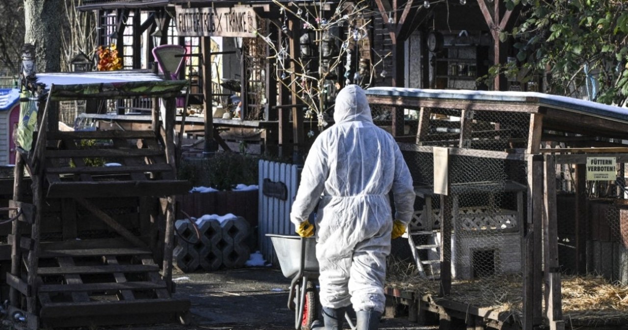 Epidemia pryszczycy wywołana sztucznie? Węgry zlecają śledztwo