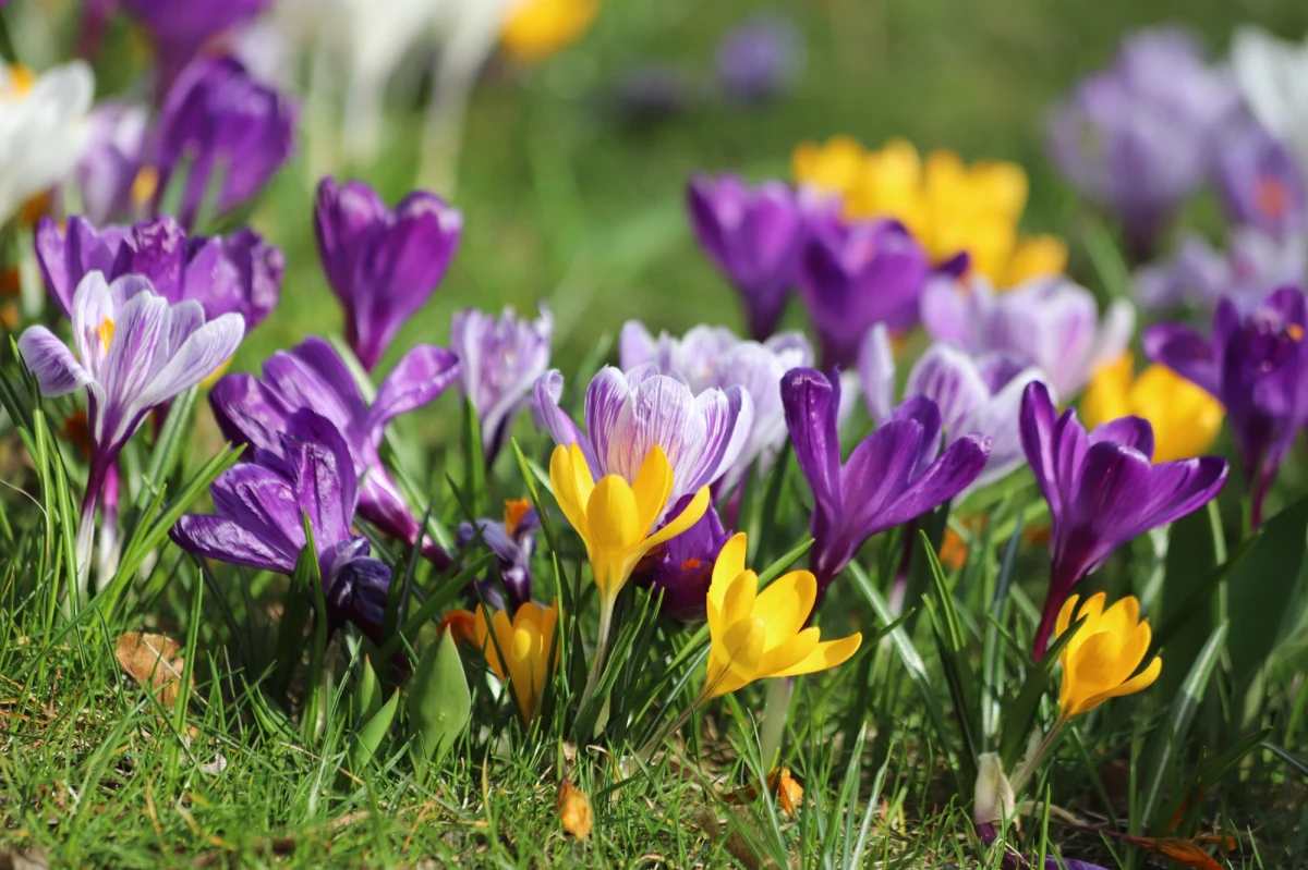 Początek wiosny to ciepłe i słoneczne dni, choć w nocy wciąż bardzo zimno. W niedzielę szykuje się zmiana pogody. Prognozy nie są już tak obiecujące.