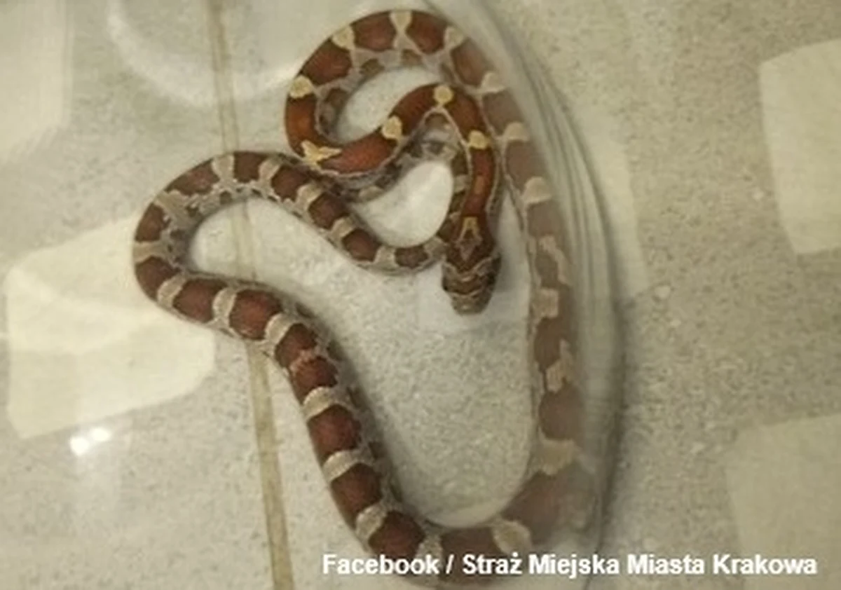 Krakowska straż miejska w czwartek otrzymała nietypowe zgłoszenie - dotyczące węża pod prysznicem. Na szczęście nikt nie odniósł obrażeń. Gad nie był jadowity.