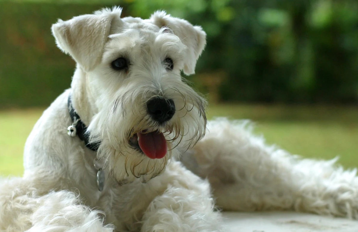 Dramat w USA. Kobieta, której odmówiono wejścia na pokład samolotu z psem, utopiła zwierzę w lotniskowej toalecie. 