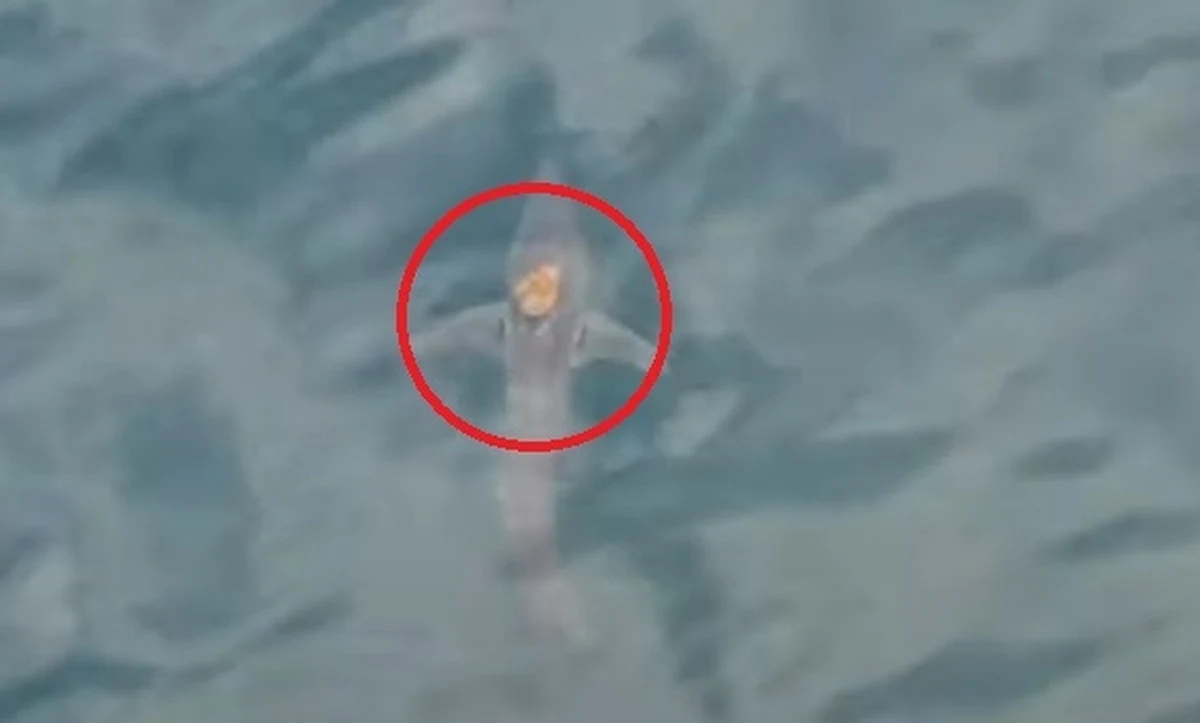 Nietypowe nagranie opublikowali naukowcy z Uniwersytetu w Auckland. Widać na nim płynącego ostronosa atlantyckiego, który na grzbiecie ma... ośmiornicę. Jest to o tyle niezwykłe, że te głowonogi zazwyczaj można znaleźć na dnie morza, gdzie ostronosy rzadko się pojawiają.