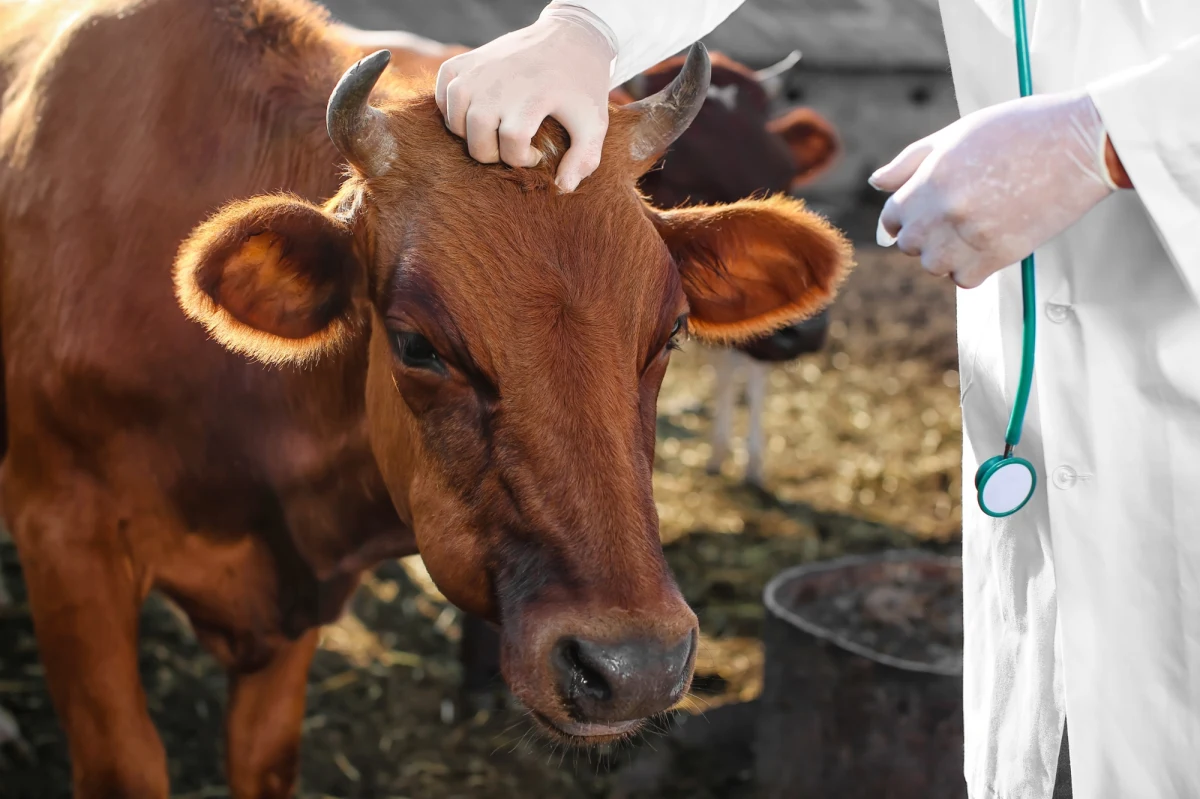 Kontrole graniczne wprowadzono na południu Polski w związku z pryszczycą. Na początku marca wykryto ją w jednym z gospodarstw hodowlanych na Węgrzech. Teraz ogniska tej zwierzęcej choroby pojawiły się też na Słowacji.