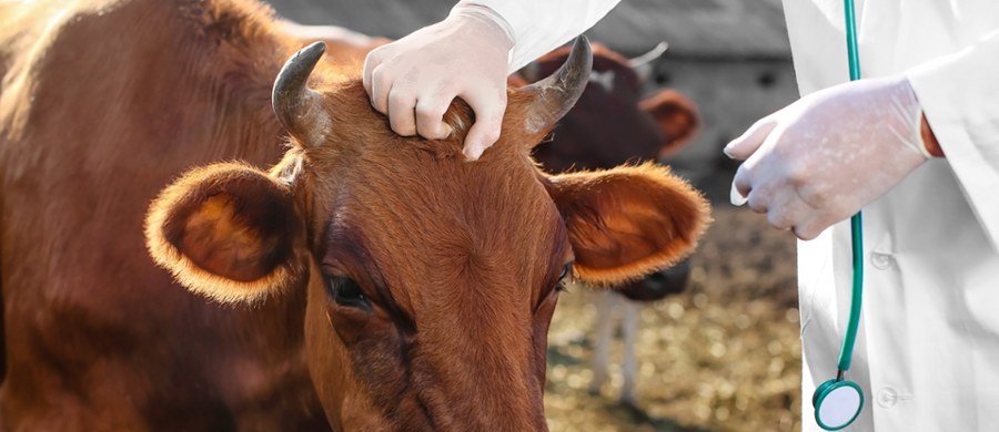 Kontrole graniczne wprowadzono na południu Polski w związku z pryszczycą. Na początku marca wykryto ją w jednym z gospodarstw hodowlanych na Węgrzech. Teraz ogniska tej zwierzęcej choroby pojawiły się też na Słowacji.