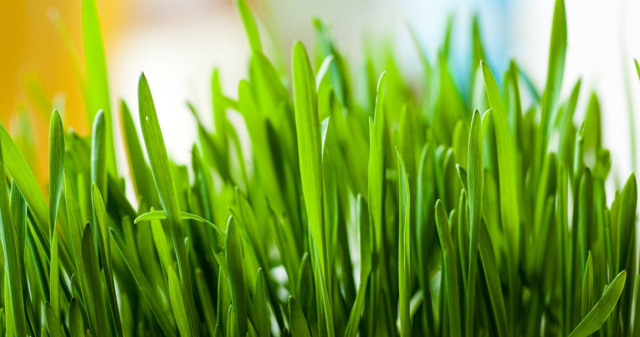 Tak zrobisz domową łąkę. Zasiej w tym terminie, a ozdobią wielkanocny stół