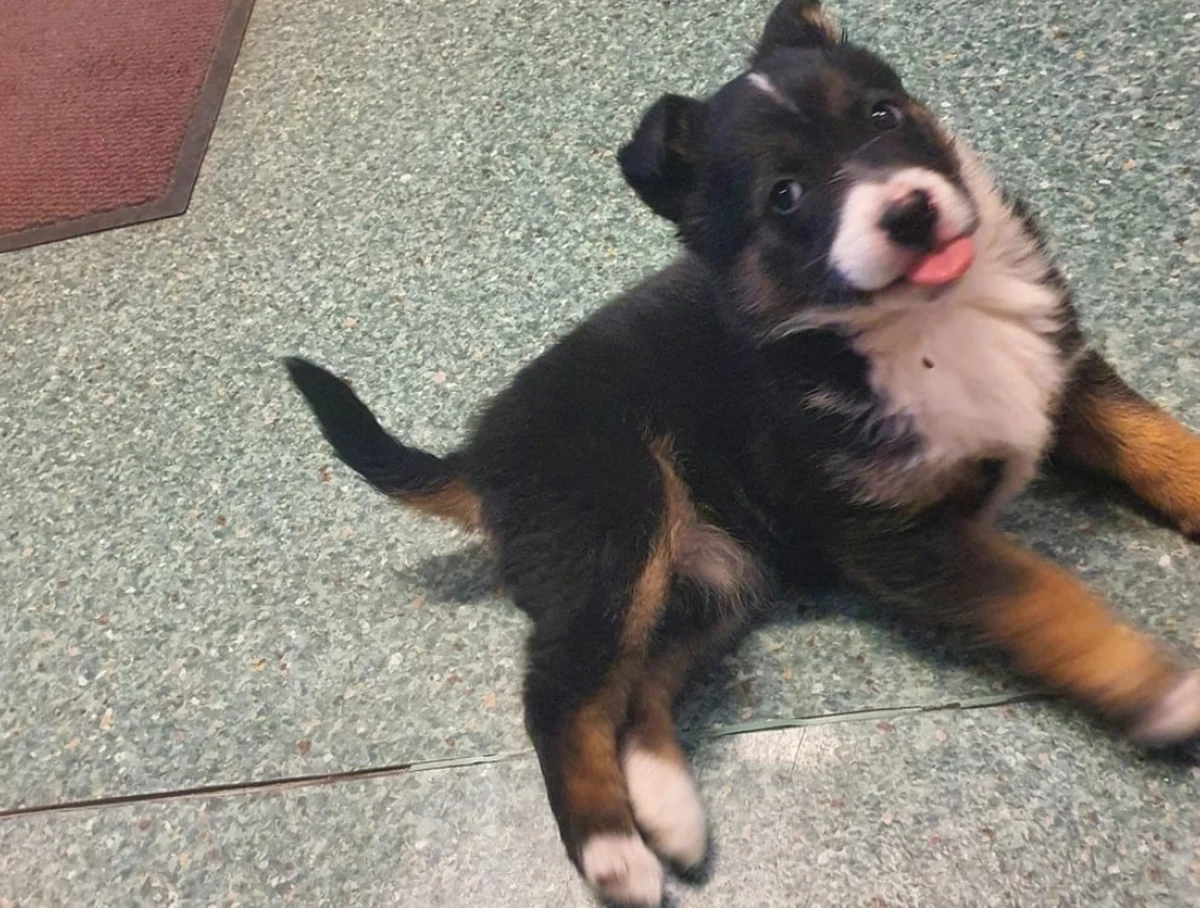 Pisk kilkumiesięcznego szczeniaka usłyszał kierowca autobusu PKS. Odgłosy dobiegały z zarośli w lesie przy ulicy Tczewskiej w Szczecinie. Kierowca zatrzymał autobus, a malutką suczkę odwiózł do siedziby straży miejskiej.