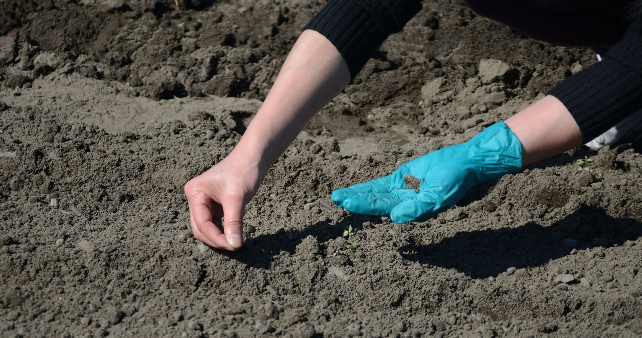 Smaczna, zdrowa i łatwa w uprawie roślina. Wysiej ją teraz, a jesienią sobie podziękujesz