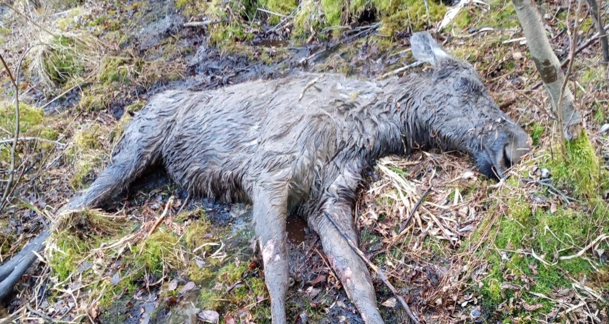 Pułapką ponad siły okazało się dla łosia bagno w okolicach miejscowości Goreń Duży (woj. kujawsko-pomorskie). W poniedziałek do uwięzionego ssaka ruszyli strażacy z Włocławka i okolicznych miejscowości.