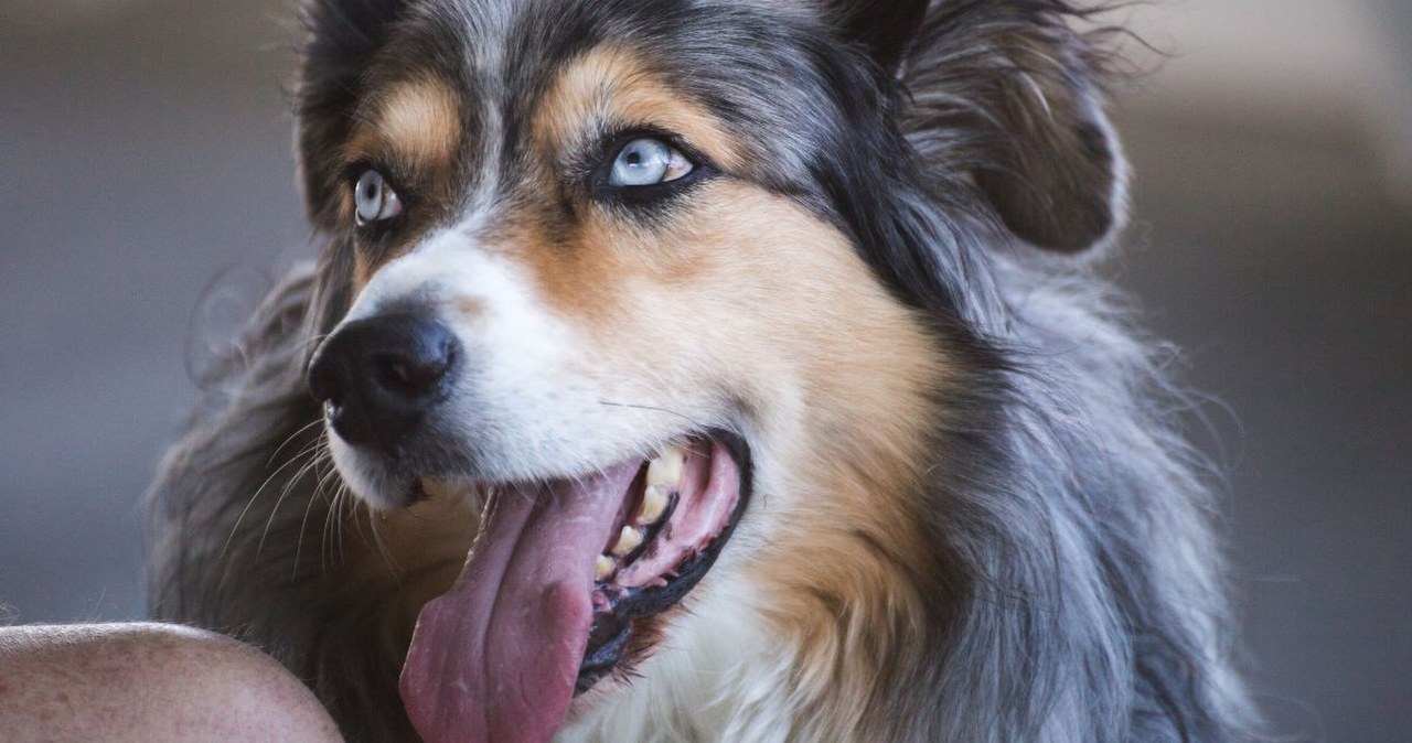 Wielu opiekunów ignoruje ten sygnał. Ten błąd może wiele ich kosztować