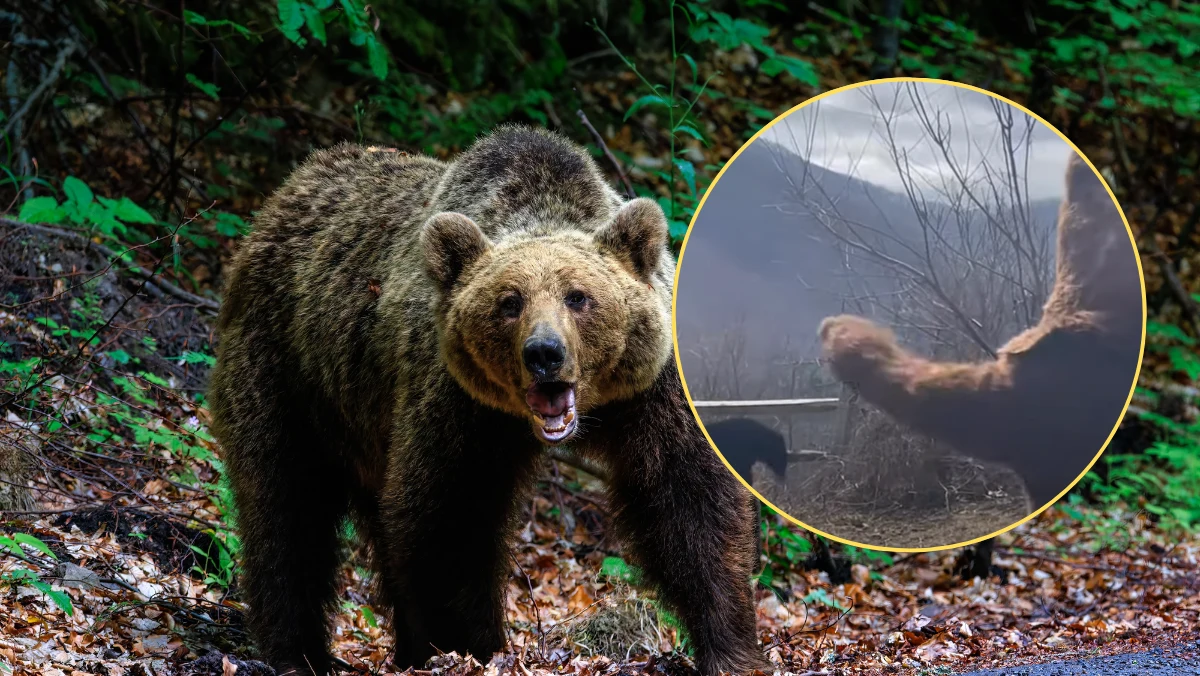 Jeden z mieszkańców Karoliny Północnej znalazł niecodzienny sposób na radzenie sobie z niedźwiedziami, które coraz częściej zaczęły odwiedzać jego posesję w poszukiwaniu pożywienia. Mężczyzna przebrał się za niedźwiedzia, by odstraszyć drapieżnika.