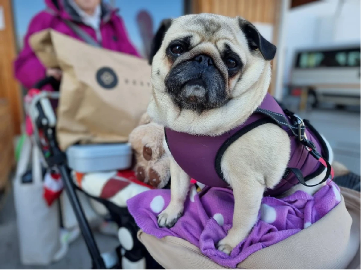 Czy psy są dla nas nowymi dziećmi? Czy posiadanie psa ma związek z malejącymi wskaźnikami urodzeń? W niektórych krajach liczba psów wzrosła tak bardzo, że obecnie przewyższa liczbę dzieci. Choć emocjonalne znaczenie psów wyraźnie rośnie, wciąż nie jest pewne, czy ludzie decydują się na posiadanie psów zamiast dzieci, czy też napedzają ten trend inne czynniki. Prof. Enikő Kubinyi, szefowa Katedry Etnologii na Uniwersytecie Eötvös Loránd (ELTE) proponuje na lamach czasopisma "Current Directions in Psychological Science" nową teorię na ten temat. Według niej istnieje związek między posiadaniem psów a malejącymi wskaźnikami urodzeń, ale jego natura może być inna, niż się na pierwszy rzut oka wydaje. 