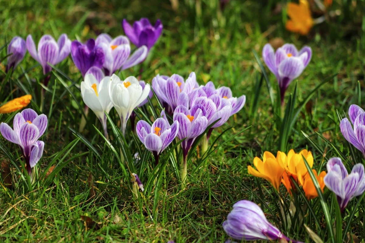 Wyż Manuela nadciąga nad Polskę, przynosząc ze sobą ciepłe i słoneczne poranki, które mogą rozpieszczać nas temperaturą sięgającą nawet 15 stopni Celsjusza. Jednak nie wszędzie aura będzie łaskawa - lokalne opady deszczu i gęsta mgła mogą nieco zakłócić idylliczny obraz. Wieczory zapowiadają się chłodno, z temperaturami spadającymi nawet do minus 2 stopni Celsjusza. 