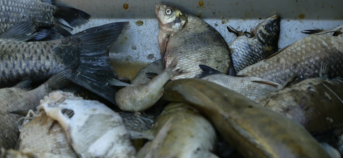 Od kilku dni rejon śluzy Łabędy w Kanale Gliwickim staje się miejscem niepokojącego zjawiska. Pojawiają się tam śnięte ryby. W miniony weekend wyłowiono aż 100 martwych karasi, których liczba z dnia na dzień rosła. Tylko w tej części kanału ten problem jest widoczny. Służby intensywnie badają przyczyny tego zjawiska, które powtarza się od kilku lat.