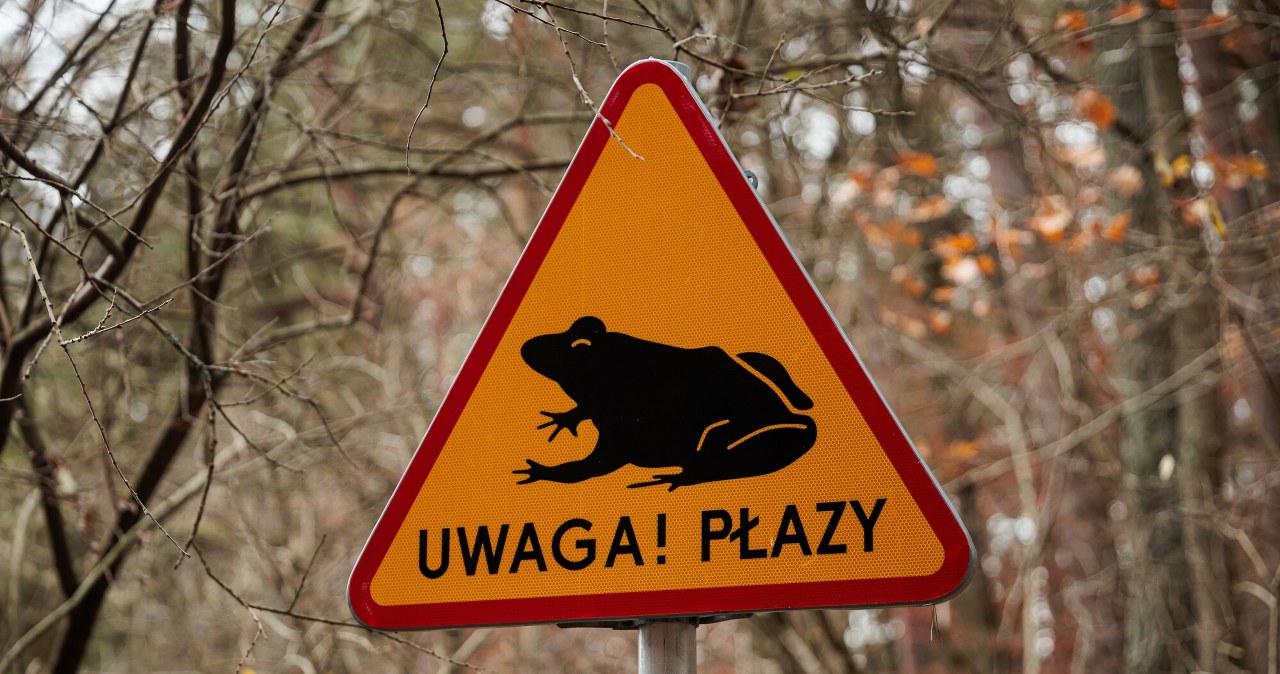 Znów trzeba ratować płazy. Polacy ruszyli na pomoc Znów trzeba ratować płazy. Polacy ruszyli na pomoc